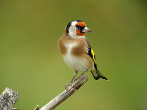 Chardonneret élégant © F.Croset