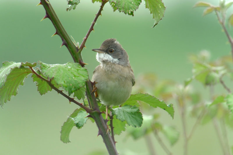 Fauvette grisette © F.Croset