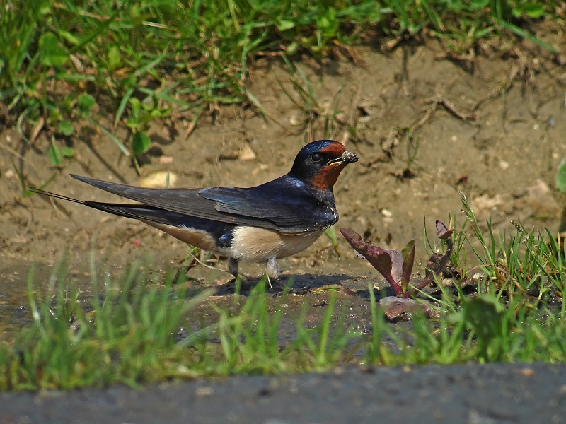 Hirondelle rustique avec de la boue pour construire son nid © F.Croset