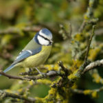 Mésange bleue © F.Croset