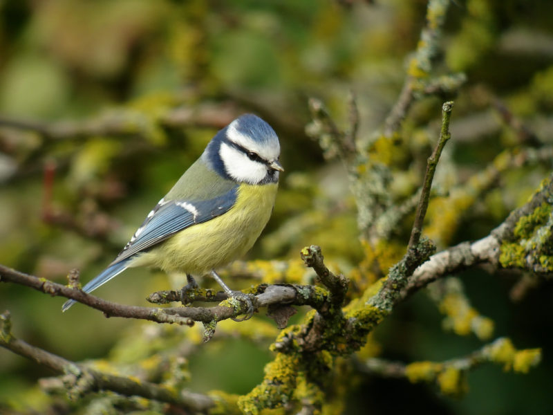 Mésange bleue © F.Croset