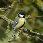 Mésange charbonnière © F.Croset