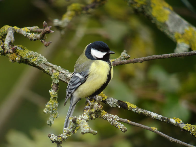 Mésange charbonnière © F.Croset