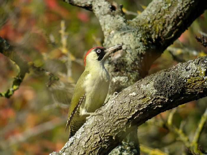 L'arbre isolé – Des terres et des ailes