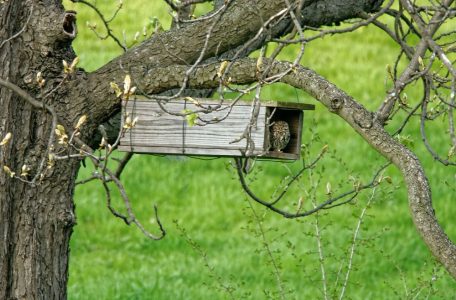 Nichoir à Oiseaux Suspendu à Une Branche D'arbre Ai Génératif