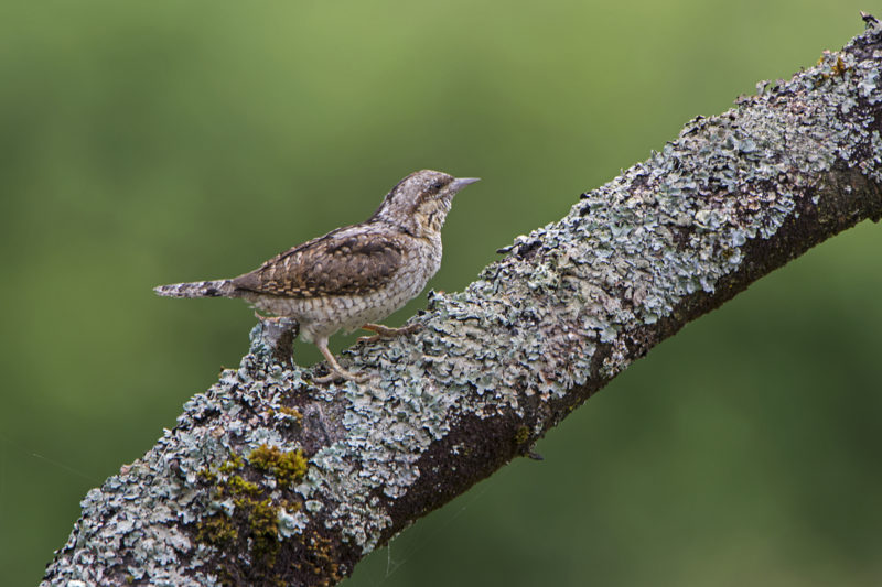 Torcol fourmilier © JP.Leau