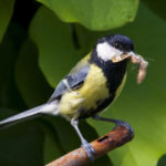 Mésange charbonnière allant nourrir ses jeunes © Natur'Ailes