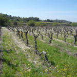 Plaine viticole © LPO Hérault