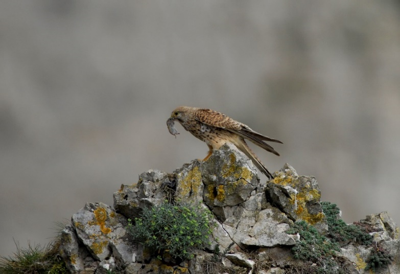 L'arbre isolé – Des terres et des ailes