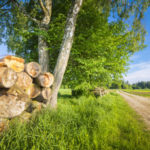 Tas de bois © S.Reichdernature