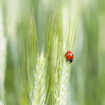 Coccinelle © Gashgeron