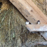 Hirondelles rustiques observées dans une grange © I.Wierink