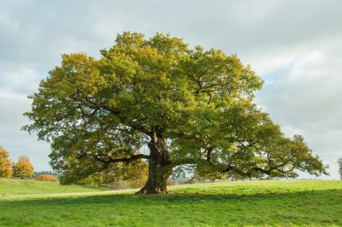 L'arbre isolé – Des terres et des ailes