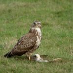 Buse variable © C.Aussaguel