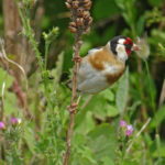 Chardonneret élégant © F.Croset