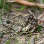 Crapaud accoucheur © Jean-François Carrias