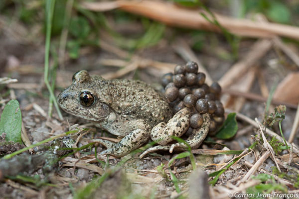 Crapaud accoucheur © Jean-François Carrias