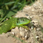 Lézard vert © C.Aussaguel