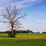 Arbre mort isolé © S.Madaland