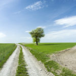 Jeune arbre isolé, marqueur du paysage © B.Darek