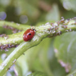 Coccinelle à 2 points obervée dans la culture © G.Bentz