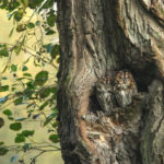 Chouettes hulottes dans le creux d'un vieil arbre © G.Smellinckx