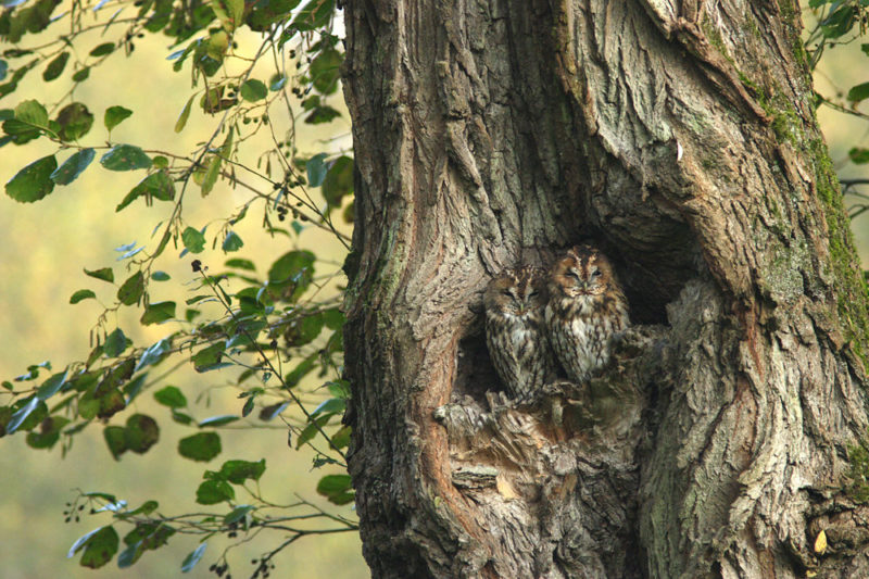 Chouettes hulottes dans le creux d'un vieil arbre © G.Smellinckx