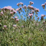 Chardon des champs (Cirsium arvense)