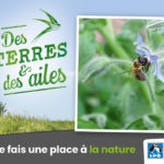 Panneau de reconnaissance "Maraichage". Abeille et bourrache