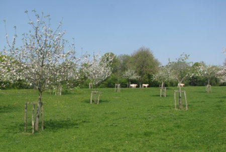 Plantation de 25 espèces de pommiers dans une prairie pâturée © Ferme du Fay