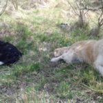 Chiens de la ferme du faucon qui gardent les troupeaux