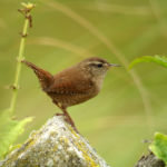 Troglodyte mignon © F.Croset