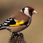 Des chardonnerets élégants dans nos prairies © SCEA Elevage d'Herluin