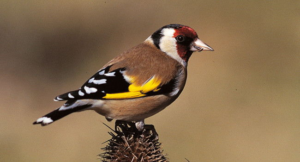 Des chardonnerets élégants dans nos prairies © SCEA Elevage d'Herluin