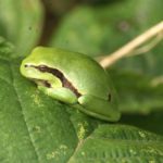 Petite grenouille verte observée sur la ferme © SCEA Elevage d'Herluin