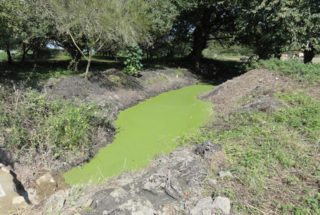 Aperçu de la mare après sa restauration © SCEA Elevage d'Herluin