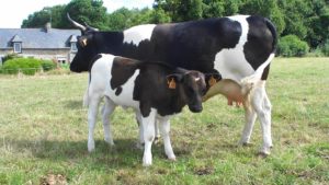 Vache bretonne Pie Noir avec son veau © SCEA Elevage d'Herluin
