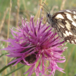 Papillon Demi-deuil© RL.Preud'Homme