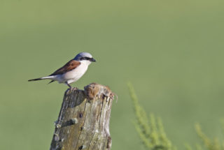 Pie-grièche écorcheur©T.Vergély