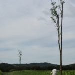 Troncs de Robinier faux-acacia « plantés » dans le sol et faisant office de perchoirs © LPO Drôme