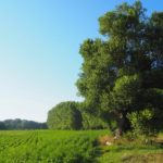 Le Peuplier noir remarquable, un des nombreux arbres isolés présents sur la ferme © LPO Drôme