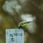 Mésange prenant appui sur un poteau creux © ASPAS