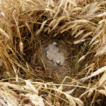 Nid de busards dans un champ de céréales © F.Mercier