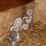 Chouettes Effraie dans leur nichoir © LPO Aveyron