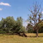 Les arbres isolés © S.Dujardin - LPO Yonne