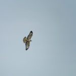 Buse variable en vol - photo : F.Croset