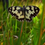 Papillon Demi-deuil © Domaine de Lacoste