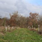 Abricotiers, pêchers et pruniers, avec des fraisiers entre les arbres @ Potager des Rainettes