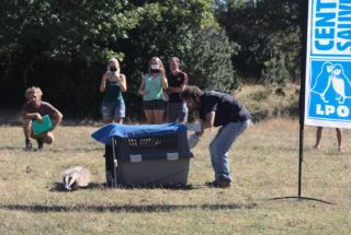 Jeune blairelle relâchée chez des éleveurs participant au programme Des Terres et des Ailes @ Victor Bechereau - LPO Hérault