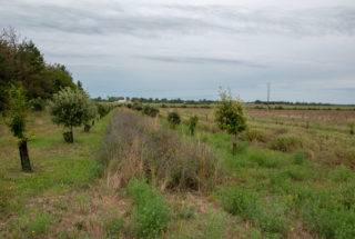 Parcelle en agroforesterie - Ferme Plantabenèze @ J.Bregaint LPO